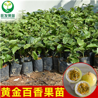 台湾黄金百香果苗 百香果树盆栽 西番莲苗 鸡蛋果苗藤蔓 