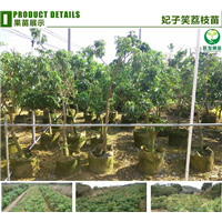 云南荔枝树苗，**荔枝苗出售，荔枝嫁接苗 