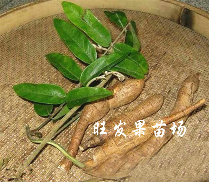 广西牛大力苗价格、钦州牛大力苗、牛大力 