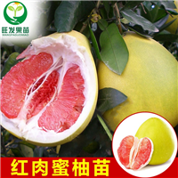 灵山红肉蜜柚苗，钦州红肉蜜柚苗，广西果苗 