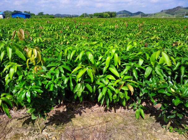 **红贵妃芒果苗批发报价、广西芒果苗批发 