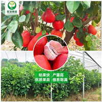 广东大红袍柚苗