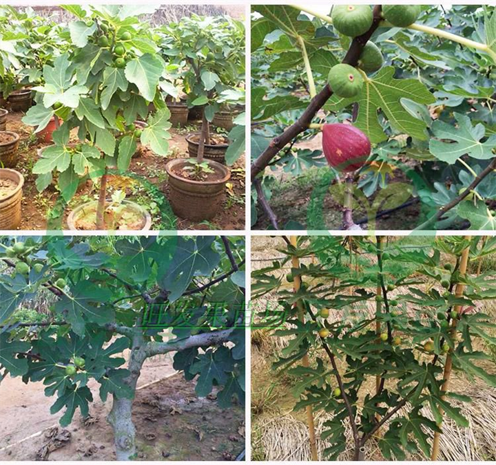 新品种波姬红无花果苗出售 