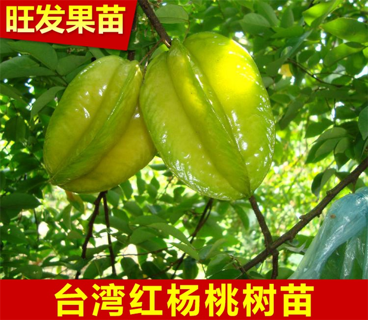广西杨桃苗、广西台湾四季杨桃 **嫁接苗 