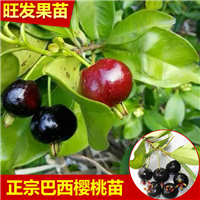 樱桃苗价格，销售樱桃苗，广西热带果树苗出售 