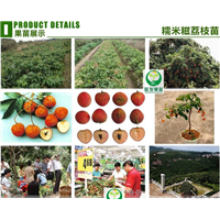 糯米糍荔枝苗、南宁荔枝苗、广西荔枝苗盆栽 