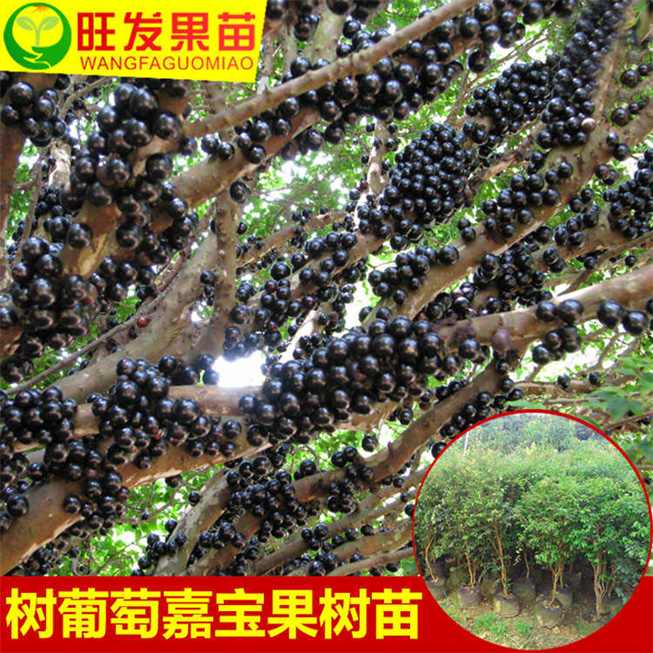 广西四季嘉宝果苗，台湾进口嘉宝果树苗 
