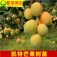 桂林凯特芒果苗批发，广西各类芒果树苗供应 
