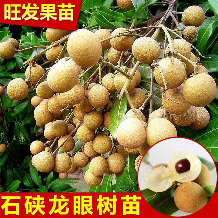 广西石硖龙眼苗批发报价 灵山石硖龙眼苗 