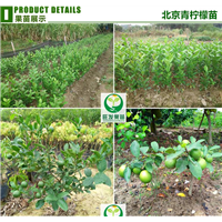 柠檬树苗 柠檬苗 盆栽带果柠檬树苗四季结果 