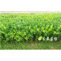 灵山茂谷柑苗 优质茂谷柑苗 当年结果 