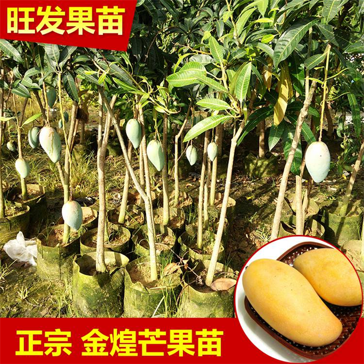 广州金煌芒果苗批发、广东果苗批发、热带果树苗出售 