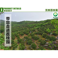 广东果苗批发、热带果树苗出售、广东荔枝苗 