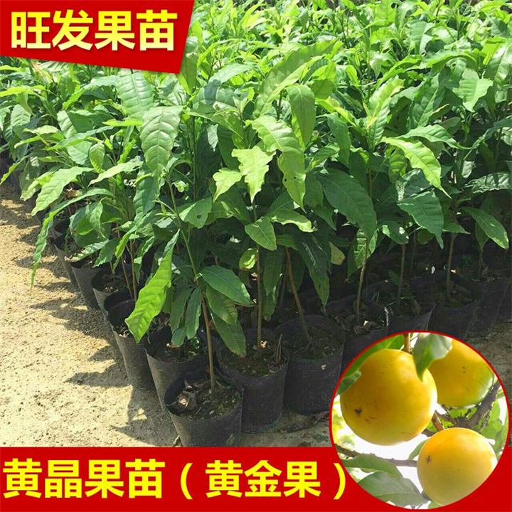 广西黄晶果苗 嫁接苗 水果树苗木 灵山黄晶果苗 