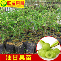 余甘果又名牛甘果， 油甘果 