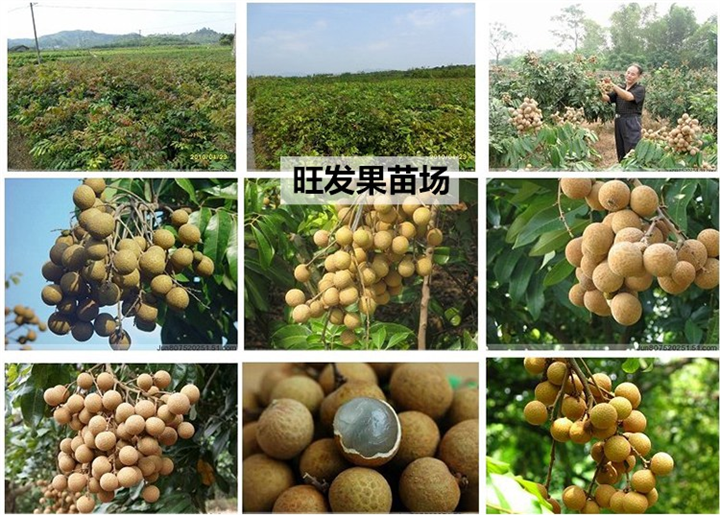 广西灵山储良龙眼苗嫁接苗 正宗储良龙眼苗 
