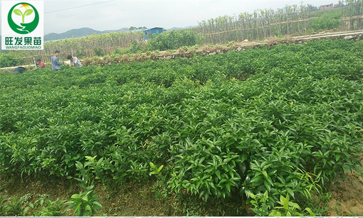 大批量沃柑苗、灵山沃柑苗、直销热带果树苗 