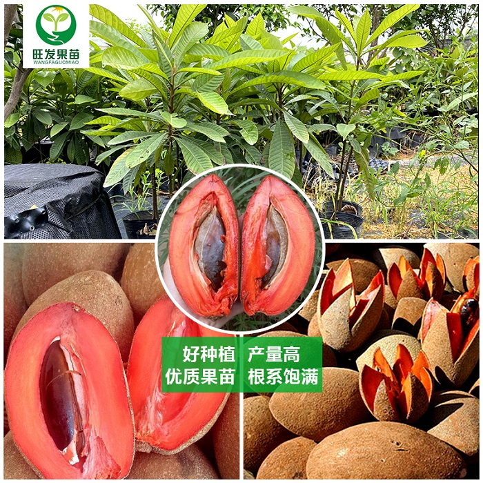 河源妈咪果苗
