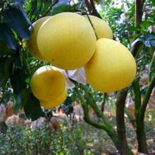 漳州蜜柚、漳州蜜柚种植基地 
