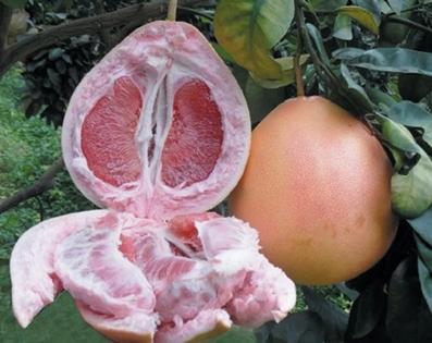 三红蜜柚、福建三红蜜柚 