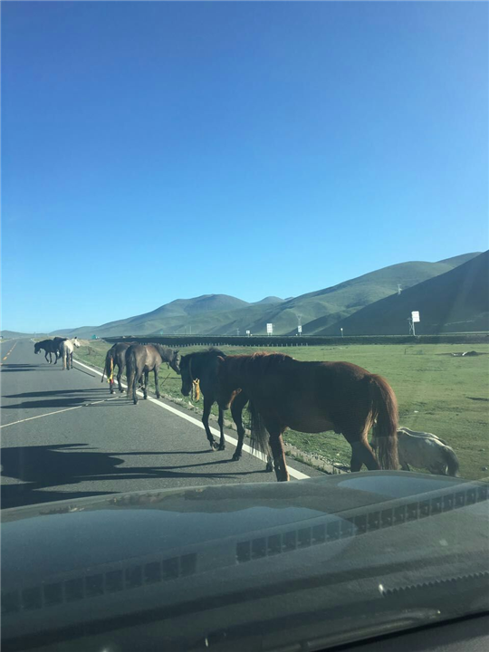 格尔木汽车租赁青海包车 