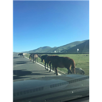 格尔木汽车租赁青海包车 
