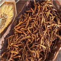 重庆虫草回收电话