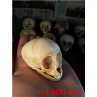 廊坊鸵鸟苗,孔雀苗多少钱一只？|石家庄小羊驼养殖基地 