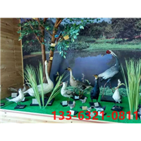 保定【动物标本】专业制作公司 