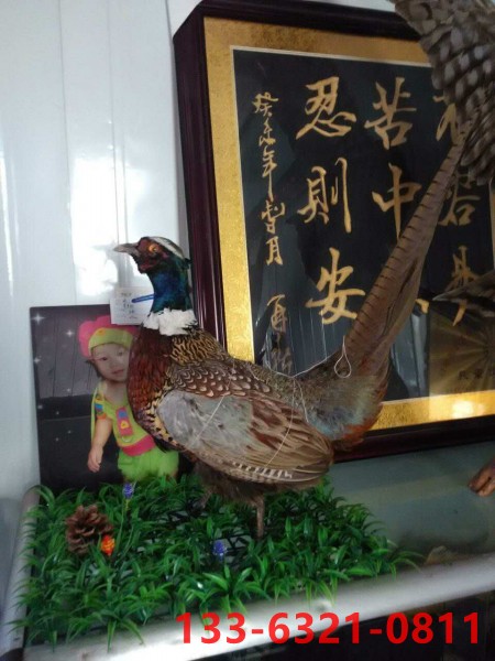 邯郸剥制标本加工厂家@邯郸剥制标本加工价格 