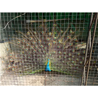 衡水孔雀