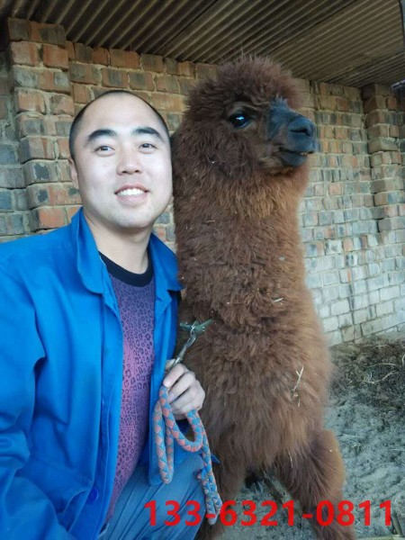 河北羊驼专业养殖场_河北羊驼专业养殖基地 