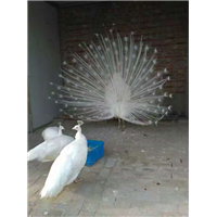 北京孔雀 