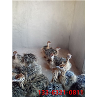 河北哪里有卖鸵鸟种苗的？河北鸵鸟种苗市场价格 