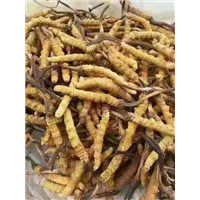 太原回收冬虫夏草|太原回收冬虫夏草电话|榆次回收冬虫夏草 
