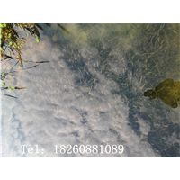广西苦草基地 