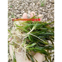 苦草 