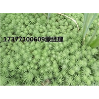 狐尾藻 