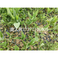 美人蕉 