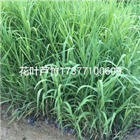 花叶芦竹 