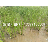 鸢尾（白花） 