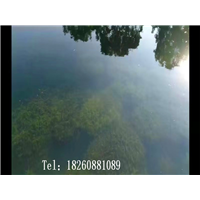 广西黑藻 
