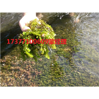 广西轮叶黑藻*南宁轮叶黑藻#广西沉水植物 