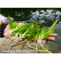 广西苦草