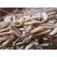 曹县鲜麦冬果 