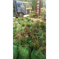 山东麦冬苗价格|曹县麦冬草 