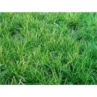 yy山东麦冬草批发商|菏泽麦冬草合作社 