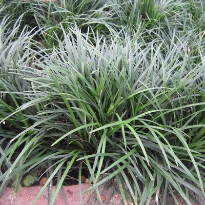 山东麦冬草种植基地|曹县麦冬草销售电话 