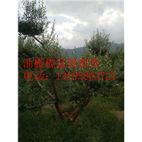 油橄榄盆景销售13195803721