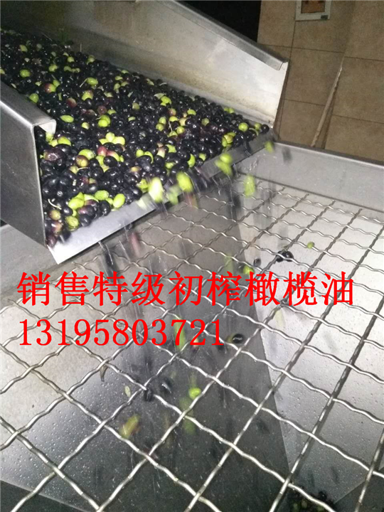甘肃特级初榨橄榄油